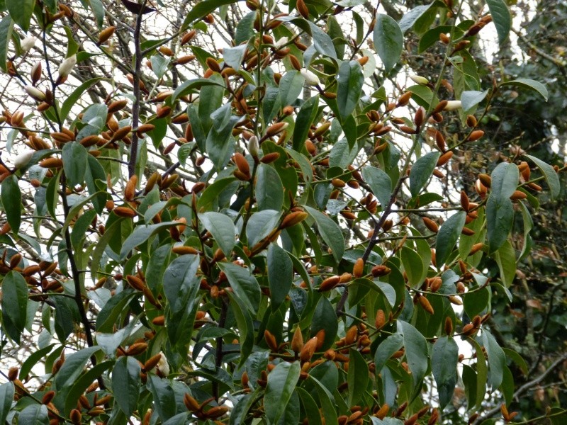 Magnolia confera